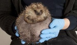 在线观看刺猬,揭秘网络世界的隐秘角落